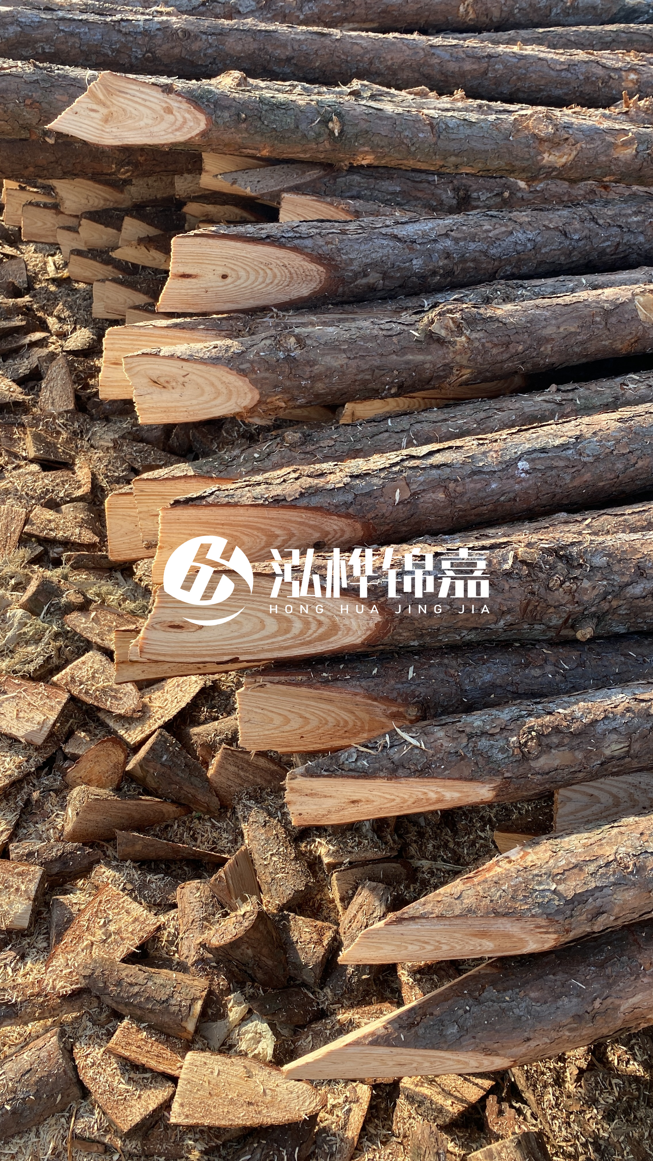 松木樁怎么分辨好壞？學(xué)會(huì)這幾招，輕松分辨松木樁好壞不踩雷！